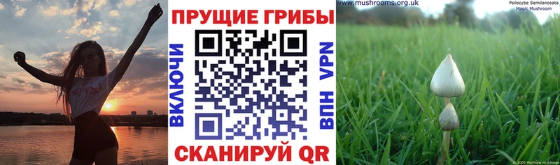 Галлюциногенные грибы Psilocybe  блэк спрут как войти  сайты даркнета как зайти  Дмитров 
